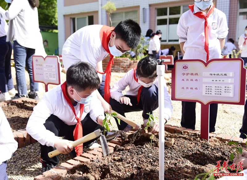 东郡小学开设校内劳动实践基地 培养学生劳动精神 华声教育