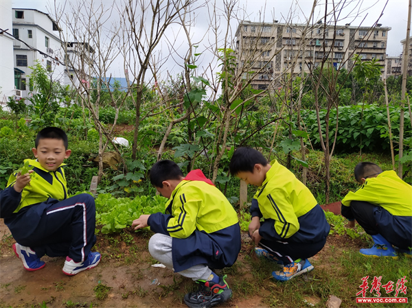 蒸湘区幸福路小学：播撒劳动的种子 收获幸福的果实