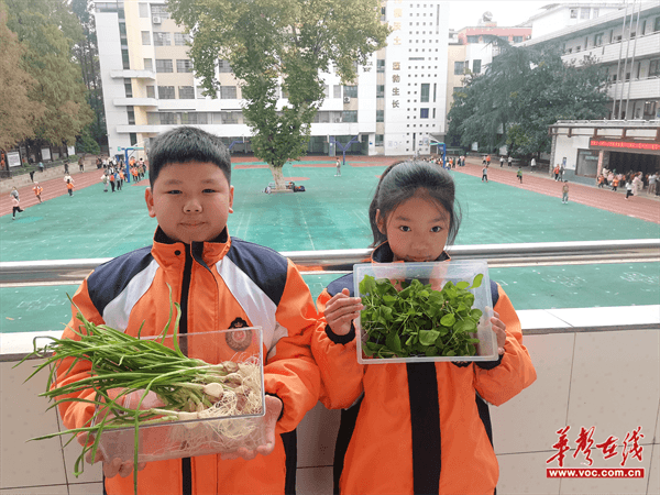 必赢绿色盛宴 贺家土小学开展无土栽培社团成果展示(图2)